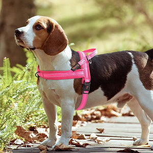Warm Dog Harness Vest Winter Dog Soft Padded Pet Training Vests Adjustable Bulldog Pug